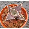 Faucaria Boo - Seed